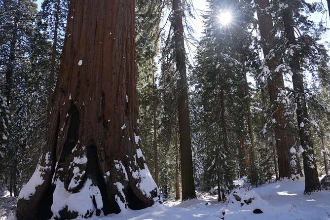 Private Day Tour to Sequoia and Kings Canyon Parks From LA - What to pack (and what to plan for) for Sequoia and Kings Canyon