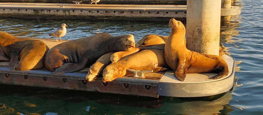 Romantic Boat Cruise with Wine & Cheese or Surprise Dinner - Riding the Quiet Electric Boat Through Marina del Rey