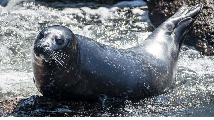 San Pedro: West Harbor LA Dolphin & Whale Watching Cruise - Who This Tour Fits Best (and Who Should Skip It)
