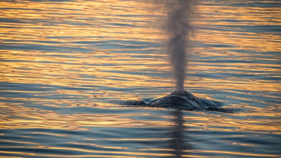 San Pedro: West Harbor LA Dolphin & Whale Watching Cruise - Should You Book This San Pedro Whale and Dolphin Cruise?