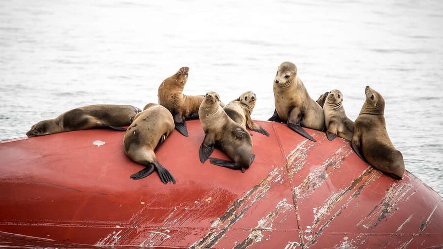 San Pedro: West Harbor LA Dolphin & Whale Watching Cruise - Price and Value: Is $45 a Good Deal Here?