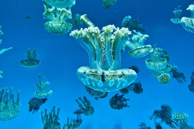 Skip the Ticketing Line: Aquarium of the Pacific General Admission Ticket - Key points worth knowing before you go