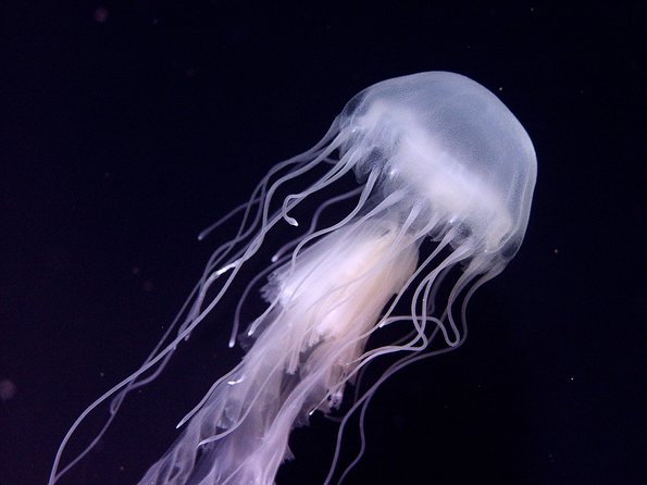 Skip the Ticketing Line: Aquarium of the Pacific General Admission Ticket - Skip-the-line entry and your 3-hour game plan