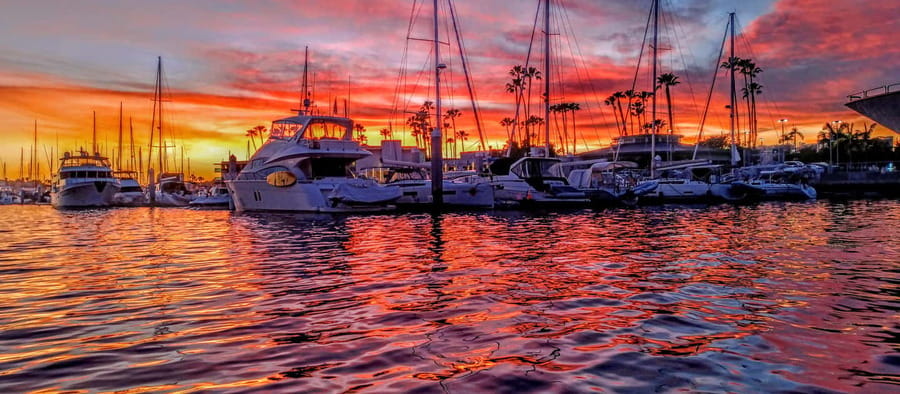 Venice Beach & Malibu View Boat Cruiser- Music Wine Sealions - Wildlife spotting: sealions and pelicans at a respectful distance