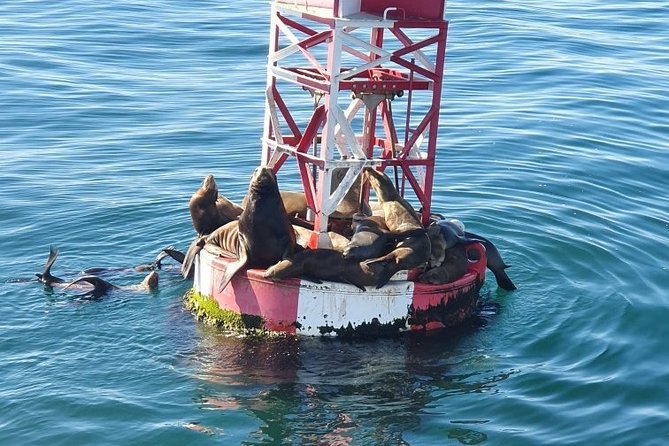 Whale-Watching and Orange County Beaches Tour from Anaheim - Who should book this tour, and who should skip it