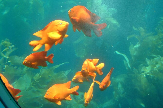 Yellow Semi-Submarine Tour of Catalina Island From Avalon - FAQ